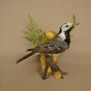 Bachstelze Präparat Singvogel Höhe 18 cm Vogel Tierpräparat mit Genehmigung zur Verkauf