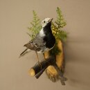 Bachstelze Präparat Singvogel Höhe 18 cm Vogel Tierpräparat mit Genehmigung zur Verkauf