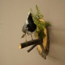 Bachstelze Präparat Singvogel Höhe 18 cm Vogel Tierpräparat mit Genehmigung zur Verkauf
