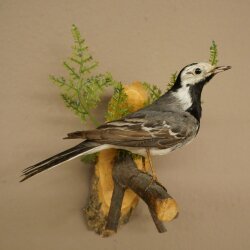 Bachstelze Präparat Singvogel Höhe 18 cm Vogel Tierpräparat mit Genehmigung zur Verkauf
