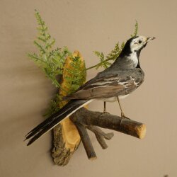 Bachstelze Präparat Singvogel Höhe 18 cm Vogel Tierpräparat mit Genehmigung zur Verkauf