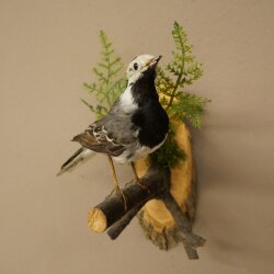 Bachstelze Präparat Singvogel Höhe 18 cm Vogel Tierpräparat mit Genehmigung zur Verkauf