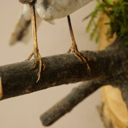Bachstelze Präparat Singvogel Höhe 18 cm Vogel Tierpräparat mit Genehmigung zur Verkauf