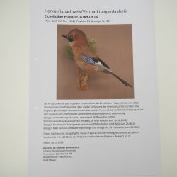 Arrendajo en una rama. Espécimen disecado. Espécimen de ave con certificado de origen 90.9.14