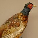 Faisán de caza, faisán disecado completo, ave disecada, trofeo con certificado de origen 90.5.72