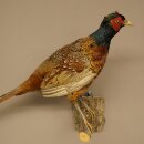 Faisán de caza, faisán disecado completo, ave disecada, trofeo con certificado de origen 90.5.72