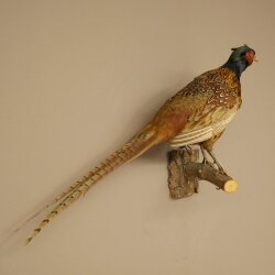 Faisán de caza, faisán disecado completo, ave disecada, trofeo con certificado de origen 90.5.72