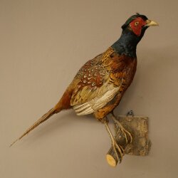 Faisán de caza, faisán disecado completo, ave disecada, trofeo con certificado de origen 90.5.72