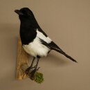 Elster Vogel Präparat: preparaciones taxidérmicas con autorización para su comercialización