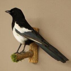 Elster Vogel Präparat: preparaciones taxidérmicas con autorización para su comercialización