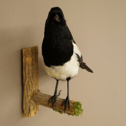 Elster Vogel Präparat: preparaciones taxidérmicas con autorización para su comercialización