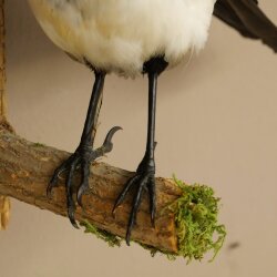 Elster Vogel Präparat: preparaciones taxidérmicas con autorización para su comercialización