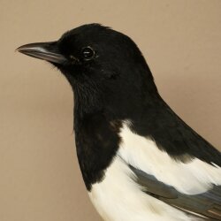 Elster Vogel Präparat: preparaciones taxidérmicas con autorización para su comercialización