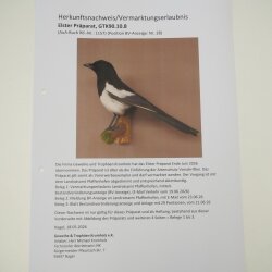 Elster Vogel Präparat: preparaciones taxidérmicas con autorización para su comercialización