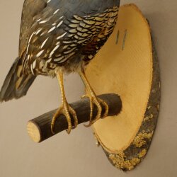 Caille à crête – Spécimen entier – Spécimen doiseau – En vente libre