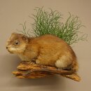 Rat musqué, rat, spécimen empaillé,...