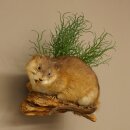 Rat musqué, rat, spécimen empaillé,...