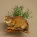 Muskrat, Rat, Taxidermy Specimen, Decorative Taxidermy, Taxidermy Specimen 89.20.18