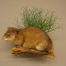 Muskrat, Rat, Taxidermy Specimen, Decorative Taxidermy, Taxidermy Specimen 89.20.18