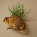 Muskrat, Rat, Taxidermy Specimen, Decorative Taxidermy, Taxidermy Specimen 89.20.18