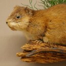 Muskrat, Rat, Taxidermy Specimen, Decorative Taxidermy, Taxidermy Specimen 89.20.18