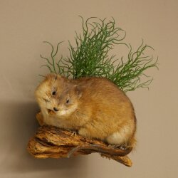 Muskrat, Rat, Taxidermy Specimen, Decorative Taxidermy, Taxidermy Specimen 89.20.18