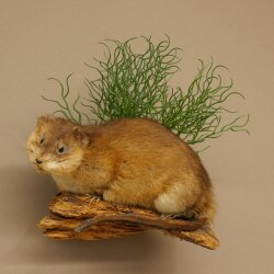 Muskrat, Rat, Taxidermy Specimen, Decorative Taxidermy, Taxidermy Specimen 89.20.18