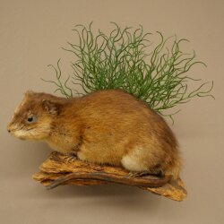 Muskrat, Rat, Taxidermy Specimen, Decorative Taxidermy, Taxidermy Specimen 89.20.18