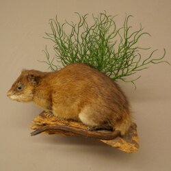 Muskrat, Rat, Taxidermy Specimen, Decorative Taxidermy, Taxidermy Specimen 89.20.18