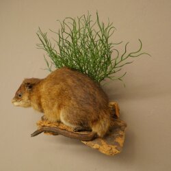 Muskrat, Rat, Taxidermy Specimen, Decorative Taxidermy, Taxidermy Specimen 89.20.18