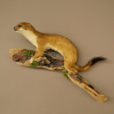 Hermelin Wiesel Sommer Fell Präparat Höhe 18 cm Tierpräparat 89.2.98