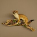 Hermelin Wiesel Sommer Fell Präparat Höhe 18 cm Tierpräparat 89.2.98