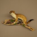 Hermelin Wiesel Sommer Fell Präparat Höhe 18 cm Tierpräparat 89.2.98