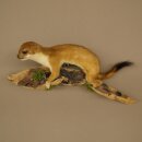 Hermelin Wiesel Sommer Fell Präparat Höhe 18 cm Tierpräparat 89.2.98