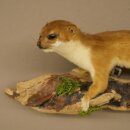 Hermelin Wiesel Sommer Fell Präparat Höhe 18 cm Tierpräparat 89.2.98