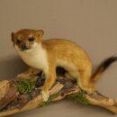 Hermelin Wiesel Sommer Fell Präparat Höhe 18 cm Tierpräparat 89.2.98