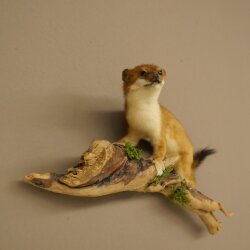 Hermelin Wiesel Sommer Fell Präparat Höhe 18 cm Tierpräparat 89.2.98