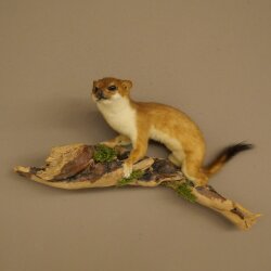 Hermelin Wiesel Sommer Fell Präparat Höhe 18 cm Tierpräparat 89.2.98