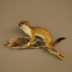 Hermelin Wiesel Sommer Fell Präparat Höhe 18 cm Tierpräparat 89.2.98