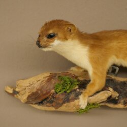 Hermelin Wiesel Sommer Fell Präparat Höhe 18 cm Tierpräparat 89.2.98
