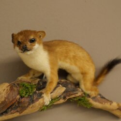 Hermelin Wiesel Sommer Fell Präparat Höhe 18 cm Tierpräparat 89.2.98
