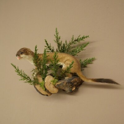 Hermelin Wiesel Sommer Fell Präparat Höhe 23 cm Tierpräparat 89.2.99