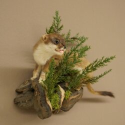 Hermelin Wiesel Sommer Fell Präparat Höhe 23 cm Tierpräparat 89.2.99