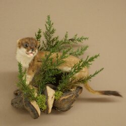 Hermelin Wiesel Sommer Fell Präparat Höhe 23 cm Tierpräparat 89.2.99