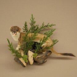 Hermelin Wiesel Sommer Fell Präparat Höhe 23 cm Tierpräparat 89.2.99