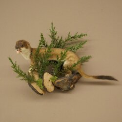 Hermelin Wiesel Sommer Fell Präparat Höhe 23 cm Tierpräparat 89.2.99