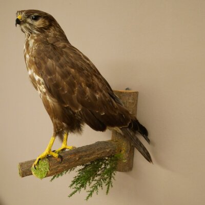 Buse variable, buse, rapace, animal empaillé, avec autorisation de vente 90.13.14