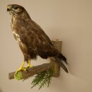 Buse variable, buse, rapace, animal empaillé, avec...