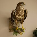 Buse variable, buse, rapace, animal empaillé, avec...
