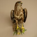 Buse variable, buse, rapace, animal empaillé, avec autorisation de vente 90.13.14